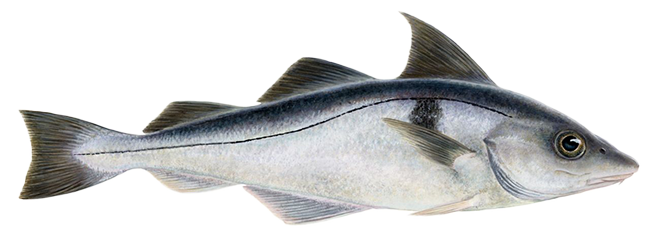 ATLANTIC HADDOCK - Melanogrammus Aeglefinus