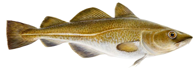 ATLANTIC COD - Gadus Morhua
