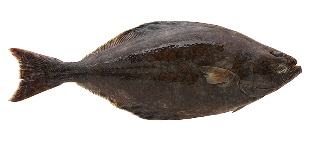 GREENLAND HALIBUT - Reinhardtius Hippoglossoides