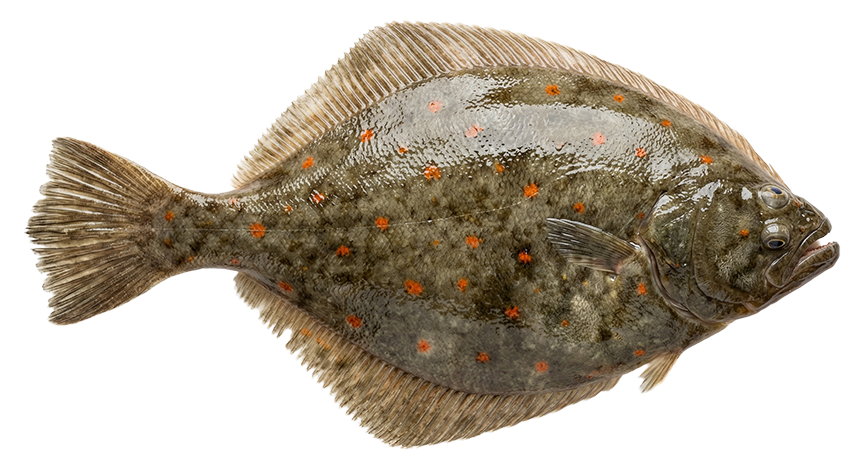 ATLANTIC PLAICE - Pleuronectes Platessa